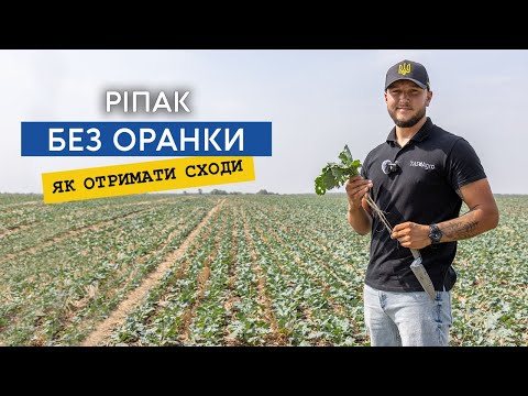 Видео: Без оранки. Отримуємо дружні сходи ріпаку від 85% висіяної норми — навіть без дощу!