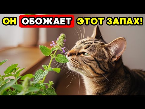 Видео: АРОМАТЫ, которые обожает ваш кот — и вы даже не догадываетесь почему!