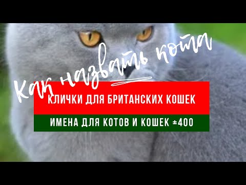 Видео: Красивое имя для кошки |Прикольные Клички/ имена для британских короткошерстных кошек