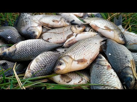 Видео: КАРАСЬ НА ПОПЛАВОК В ОКТЯБРЕ!! ЭТО ЖОР ОСЕННИЙ!! МАНКА С ВАЛЕРЬЯНКОЙ РАБОТАЕТ ЛУЧШЕ ЧЕРВЯ?!