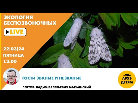 Видео: Занятие "Гости званые и незваные" рубрики "Неурочные беспозвоночные" с Вадимом Марьинским
