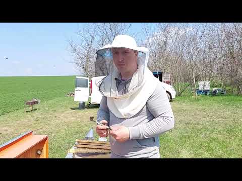 Видео: Що  робимо в квітні, щоб був шалений розвиток.Чому не брали сироп?!Годуємо 400 сімей за 5 хвилин.