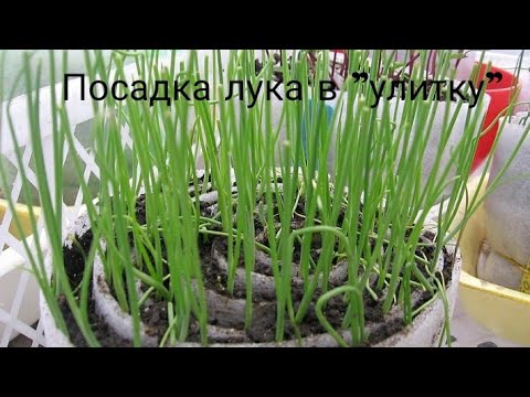 Видео: Посев лука в "улитку"