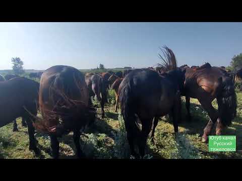 Видео: Жеребец Лекёр снова под седлом.