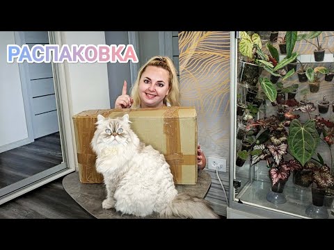 Видео: РАСПАКОВКА РАСТЕНИЙ ИЗ ГОЛЛАНДСКОЙ ЗАКУПКИ😅Как перенесли доставку?Что с корнями?🤔