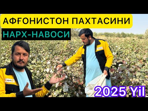Видео: АФҒОНИСТОН ПАХТАСИНИ НАРХ-НАВОСИ-2025