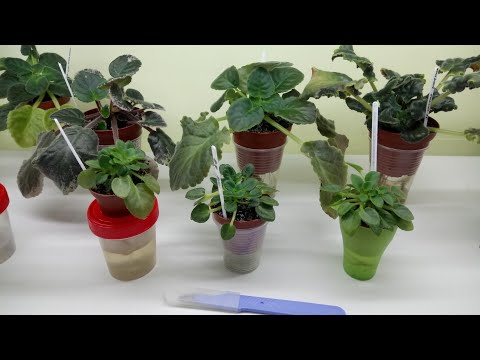 Видео: Укоренение пасынков фиалки на фитильном поливе! Пеньки с пасынками.