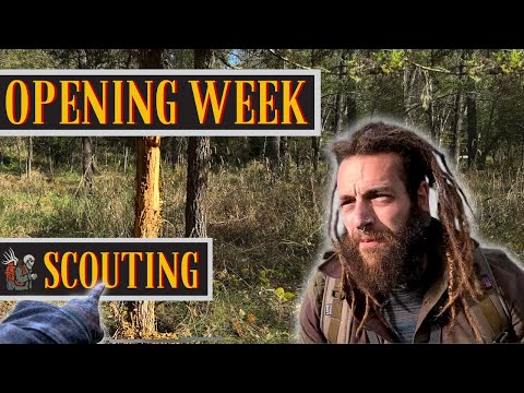 Видео: DBBH VLOG EP. 4 — МОЙ ПРОЦЕСС ПОИСКА БЕЛОХВОСТЫХ ОЛЕВ, НЕДЕЛЯ 1