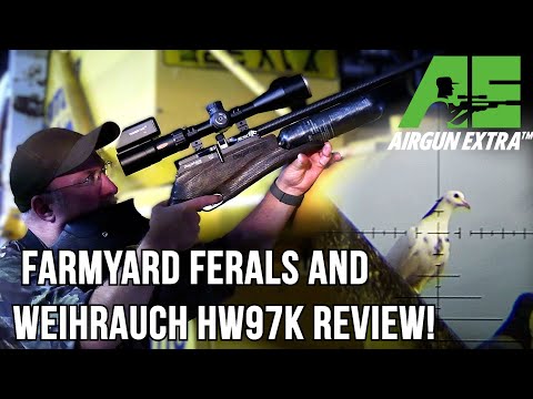 Видео: Airgun Extra | Охота на диких голубей на ферме | Обзор Weihrauch HW97K