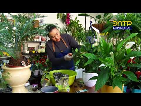 Видео: Гүл дүйнө // Гүлдөргө кандай кам көрүү керек?