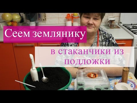 Видео: Сеем землянику в стаканчики из подложки.