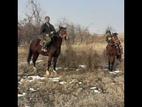 Видео: Шоберди Бахши Болтаев Алпомиш достони