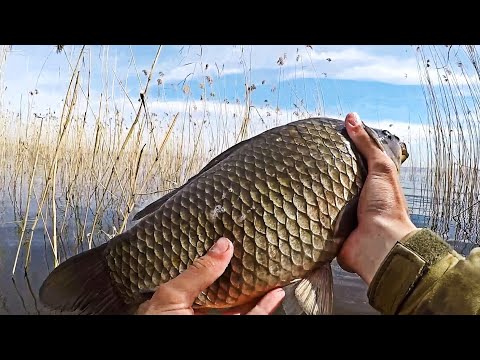 Видео: ЭТО ШОК! ОН ВСЁ КРУПНЕЕ, КАРАСЬ 3 КГ??? ЛОВЛЯ ТРОФЕЙНОГО КАРАСЯ. Рыбалка на карася 2021