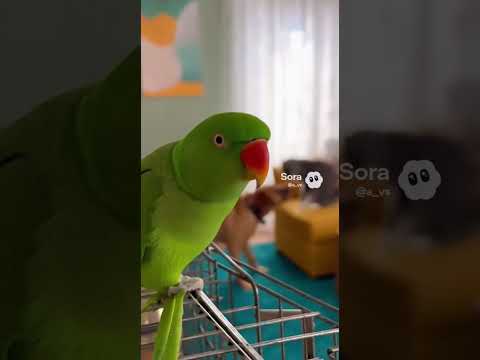 Видео: собака ругается с котом, достали попугая #попугай #funny #cat #dog #parrot