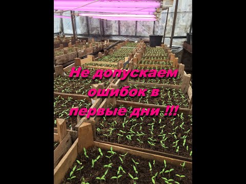 Видео: Что делать в первые дни после всходов томата!