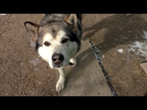 Видео: У НАС НОВАЯ СОБАКА!!!