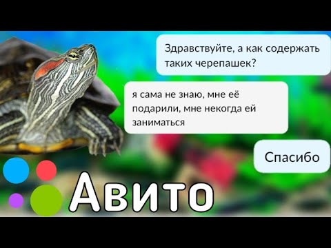 Видео: Пишу продавцам красноухих черепах с Авито! **Они вообще не разбираются** / ЧЕРИ TV