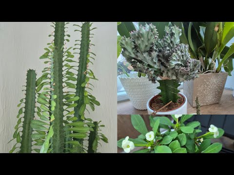 Видео: Мои любимые МОЛОЧАИ - platyclada, lactea, milii,  leuconeura, trigona. Маленький обзорчик.