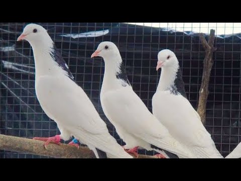 Видео: Бакинские Голуби Классика! Шейки, Мраморные, Белые. В гостях у Сергея г Ставрополь! 📞+79614416272.