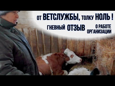 Видео: ВЕТЕРИНАР сказал "ЗАРЕЖЬТЕ, НЕ ЖАЛЕЙТЕ СКОТИНУ, ЖАЛЕЙТЕ ЛЮДЕЙ" !??!?