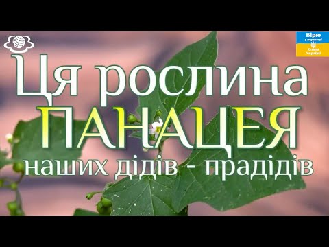 Видео: Ця рослина ПАНАЦЕЯ наших дідів-прадідів!!!