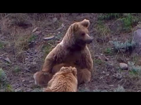 Видео: 24 апреля 2025 alivvza Срочно;  Хирс хамрохи фарзандхояш Бузи кухни (Нахчир) Н  Тавилдар ЧД Сангвор