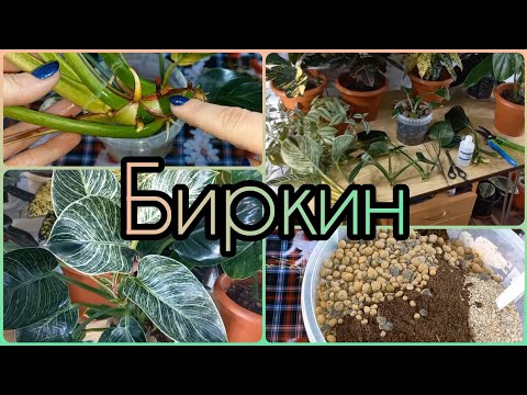 Видео: Режу на кусочки🌱Мутирующий Филодендрон Биркин⚘Быстрое размножение🌱Все нюансы⚘Посадка🌱Состав грунта🌱