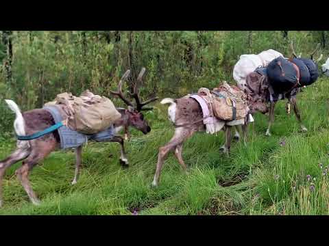 Видео: Сплав по рекам Мурхой, Гутара, Тагул 2022 г 1080
