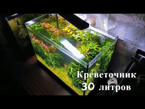 Видео: Креветочник 30 литров. Девять месяцев.