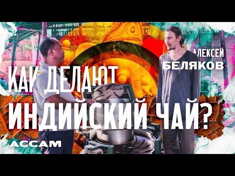 Видео: Ассам. Как делают индийский чай? Алексей Беляков