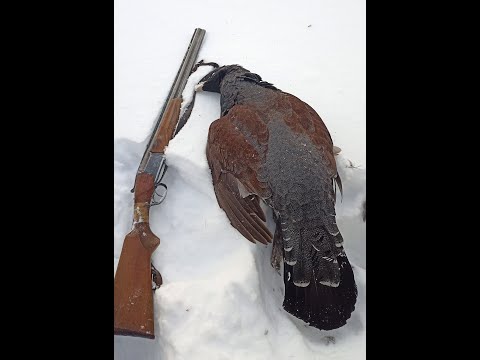 Видео: промысел 17 дальний кордон, север,охота на соболя
