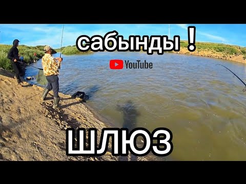 Видео: Рыбалка на реке Нура! Утренний  окунёвый жор. Рыбалка на спиннинг. river bass fishing.