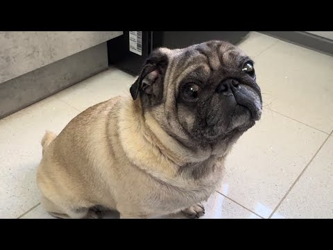 Видео: Хорошая и плохая новость 🐶😢