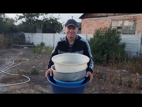 Видео: Ура наші саджанці прийнялись  Цікавий яблуневий огірок