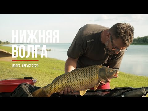 Видео: Ловля сазана на Нижней Волге (август 2022)