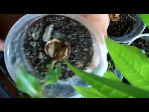 Видео: Сеянцы абрикосов и персиков  Работа над ошибками