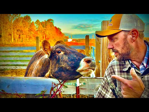 Видео: ГОВЯДИНА! ЛУЧШАЯ В ДОМАШНЕМ ДОМЕ!🥩