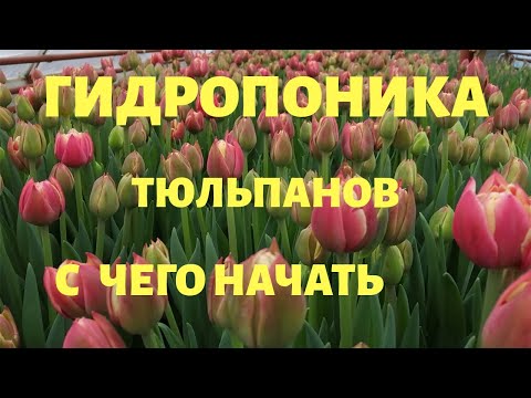 Видео: Гидропоника тюльпанов. С чего начать новичку