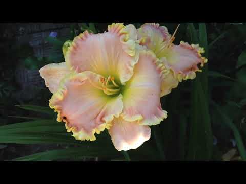 Видео: Как выращивать лилейники