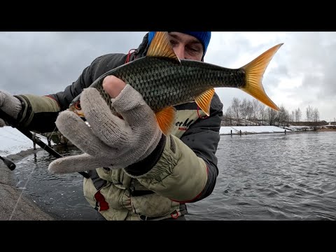Видео: Отличный клев плотвы на Трояновском сбросе в начале весны! Десногорское водохранилище