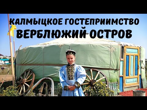 Видео: Настоящая Калмыкия! Элиста. Верблюжий Остров. Возрождение Традиционного Животноводства с Песнями!