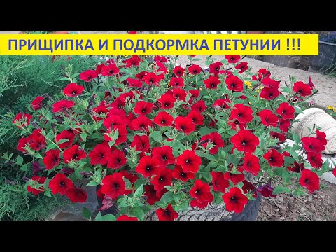 Видео: Петуния будет цвести пышно сразу увеличится в размере после такой подкормки и прищипке