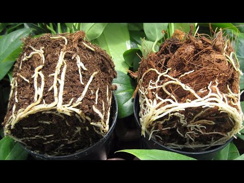 Видео: Какое оптимальное время пересадки комнатных растений!
