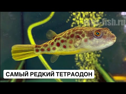 Видео: Tetraodon Pustulatus / Цихлы и крупные попугаи / Гастромизоны и породистые золотые рыбки