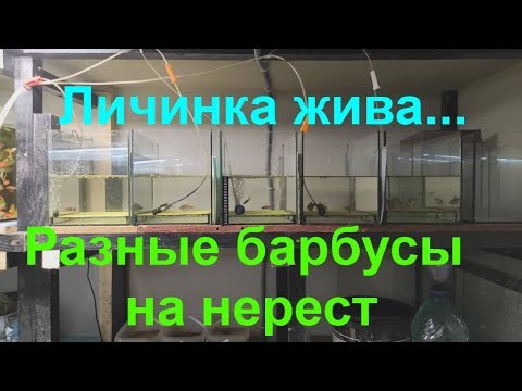 Видео: Разные барбусы на нерест. Личинка жива...