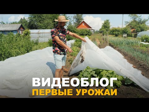 Видео: ВИДЕОБЛОГ: ПЕРВЫЙ УРОЖАЙ КЛУБНИКИ И СТРИЖКА КУСТАРНИКОВ. Обзор огорода.