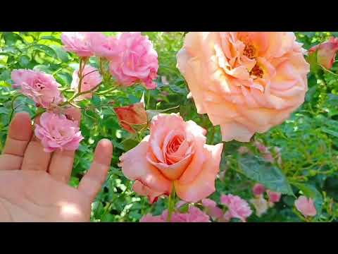 Видео: Розовый сад, Яркое лето, наслаждаемся розами. Розы по сортам.