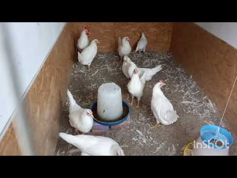 Видео: Начинаем наводить порядок в курнике. Утка снова в одной стае.