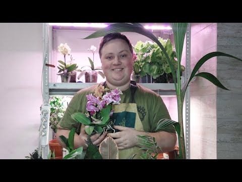 Видео: Цветочные новинки// Пересадка в идеальный грунт! #борисборисов