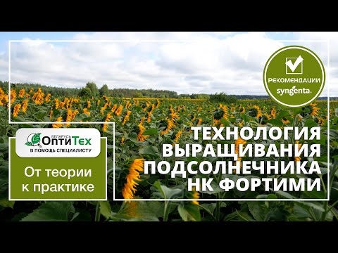 Видео: Технология выращивания подсолнечника в условиях Республики Беларуси. НК Фортими